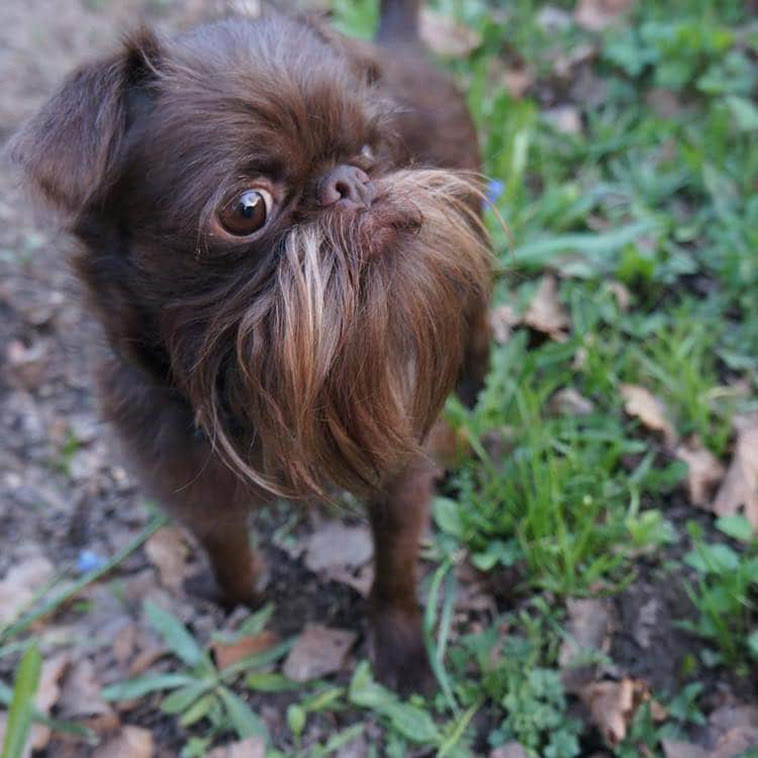 ヒゲが長い犬 スターウォーズの チューバッカ という呼び名がつく Netgeek