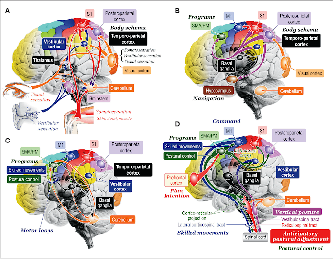 Neuroscience : Functional Neuroanatomy for Posture and Gait Control