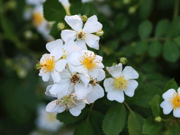 ノイバラ 野茨 鼠狸庵閑話 そりゃあかんわ