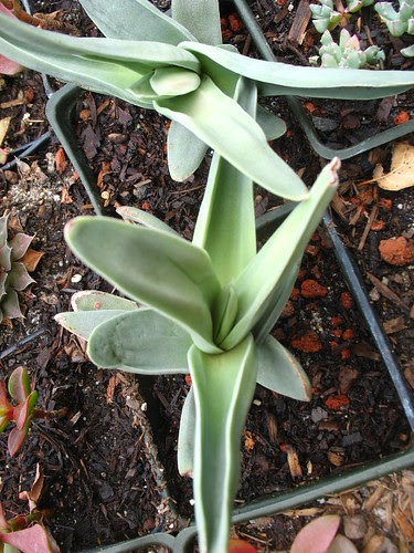 Gamble Garden plant sale (Palo Alto, CA)