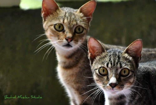 wallpaper kucing comel. Tags: cat comel kucing