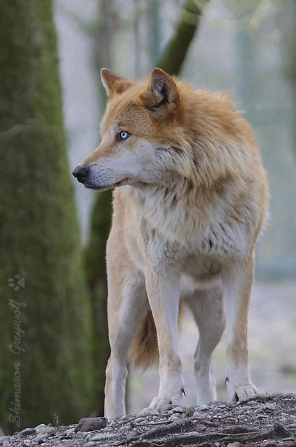 Ginger- Trainee (Hunter)