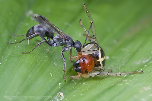 Pompilidae Wasp with spider prey...IMG_3235 copy
