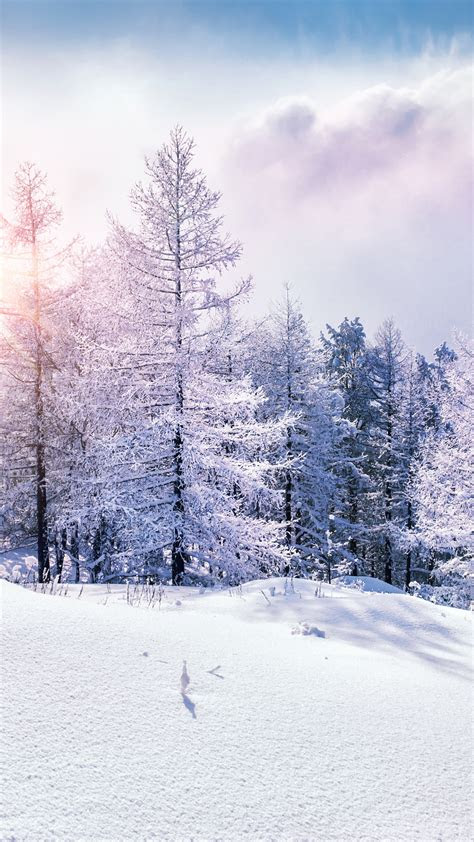 wallpaper forest snow winter clouds  nature