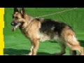 German Shepherd Dog Training Near Me