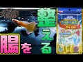 最高のコレクション グッピー餌を食べない 637309-グッピー餌を食べない