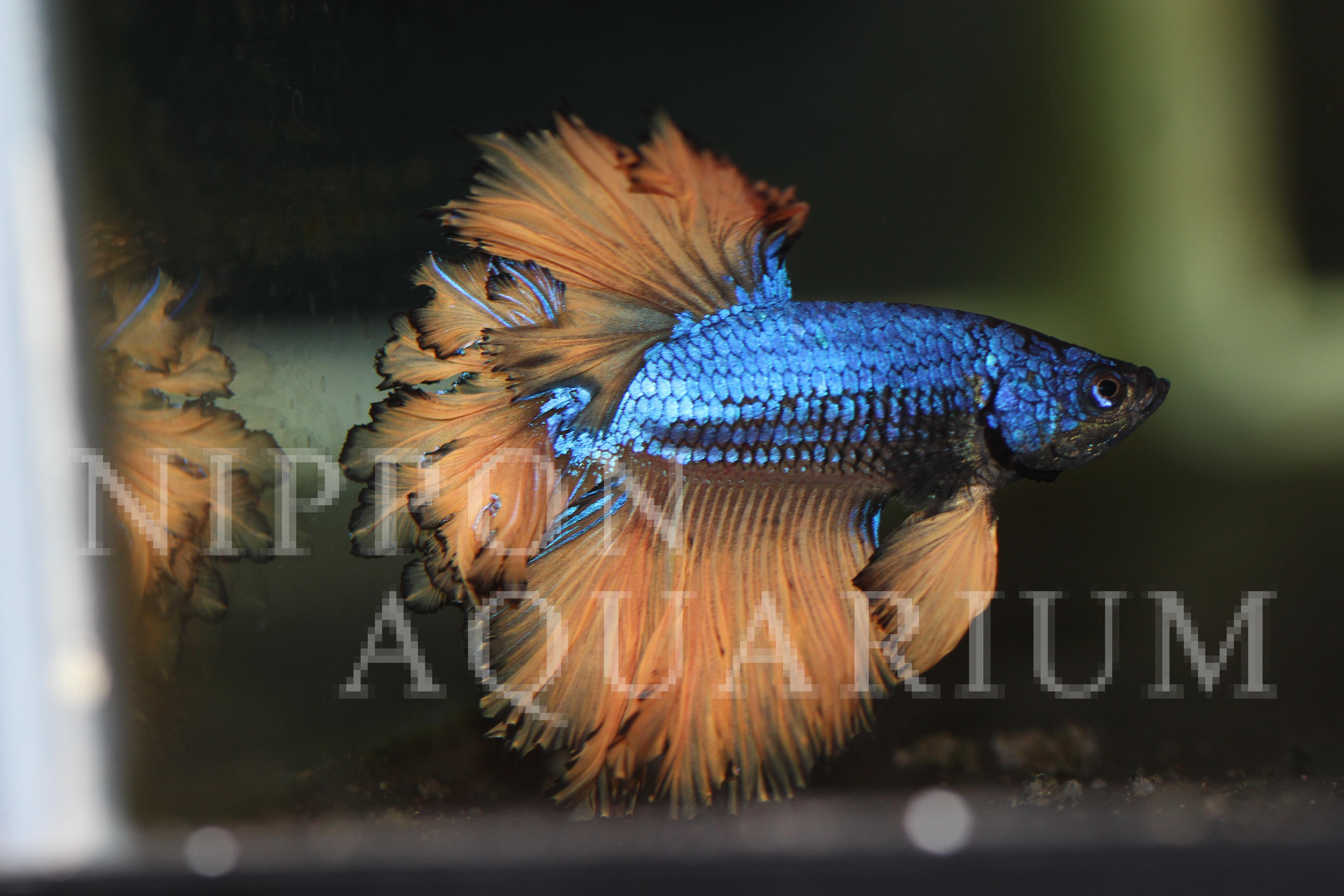 ベタ フェザーフィン 飼育方法 飼い方 餌 水温 混泳などについて 熱帯魚図鑑 熱帯魚の飼育 混泳 繁殖 病気など