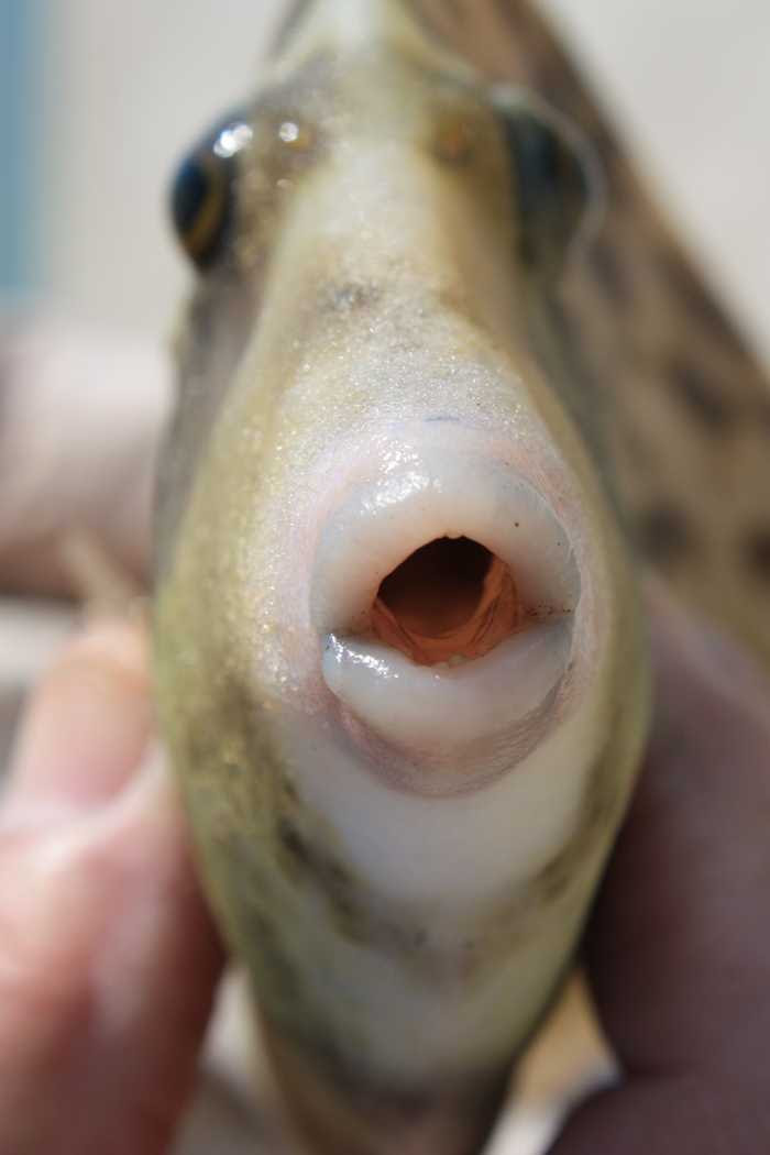 福岡散策デジタル一眼レフカメラブログ カワハギ が釣れました 野北漁港
