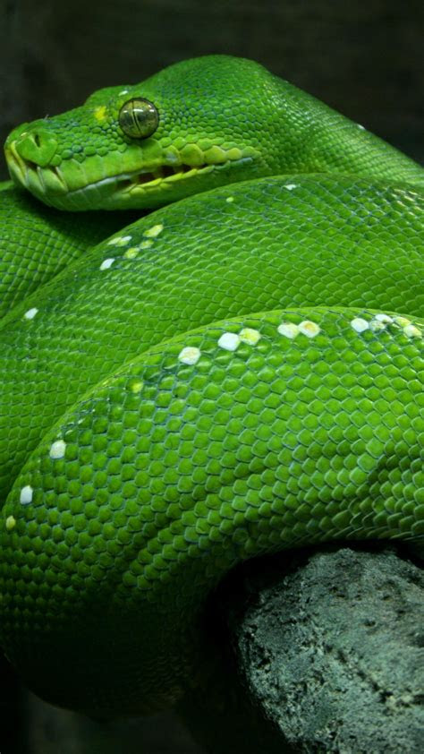 Senior living greenwood, sc emerald gardens. Wallpaper Python, Singapore, 4k, HD wallpaper, zoo