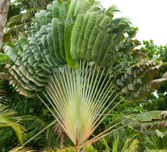 Tanaman Pisang Kipas Traveller s Palm BibitBunga com Tanaman Pisang Kipas Traveller s Palm BibitBunga com