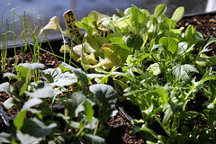 seedlings 025