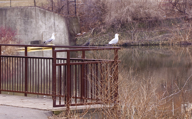 two gulls sitting