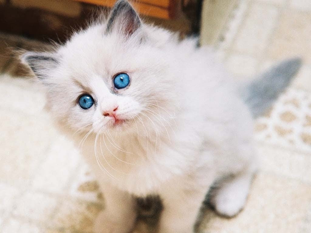 50 Gambar DP BBM Kucing Lucu Imut Gemesin Berbagai Gadget 50 Gambar DP BBM Kucing Lucu Imut Gemesin Berbagai Gadget