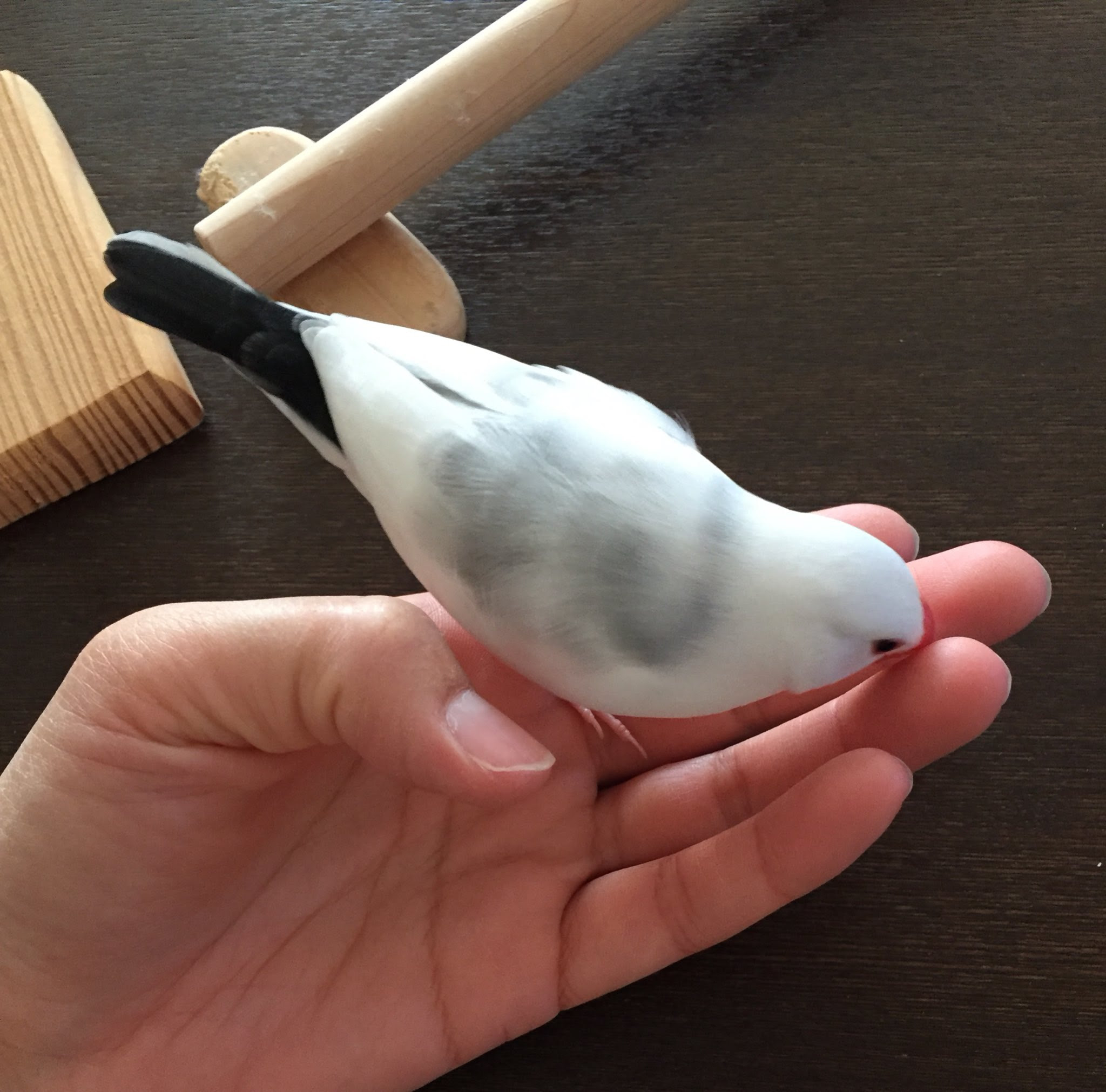 文鳥 In 仕事しなきゃならないのにグータラする飼い主に喝を入れるわけもなく甘えてくる子 E ダラダラ 文鳥 Finch