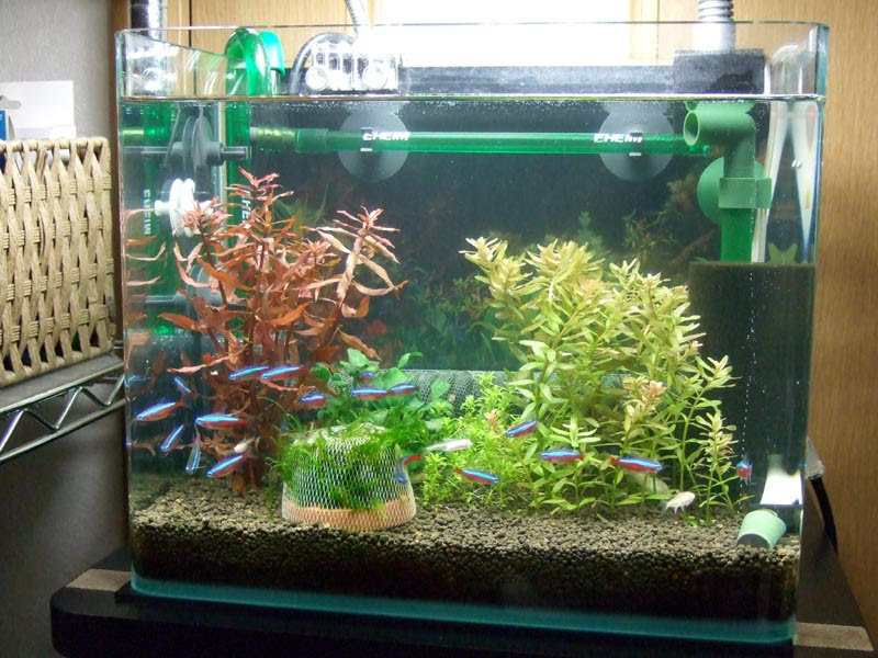 我が家の金魚たち エーハイム２２１１
