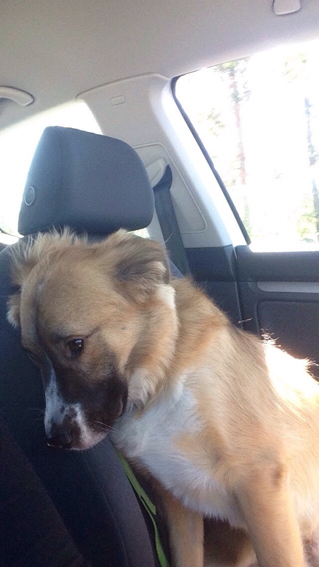 He Figured Out We Were On Our Way To The Vet And Not The Dog Park Aww