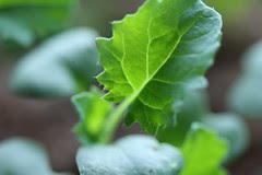winterbor kale