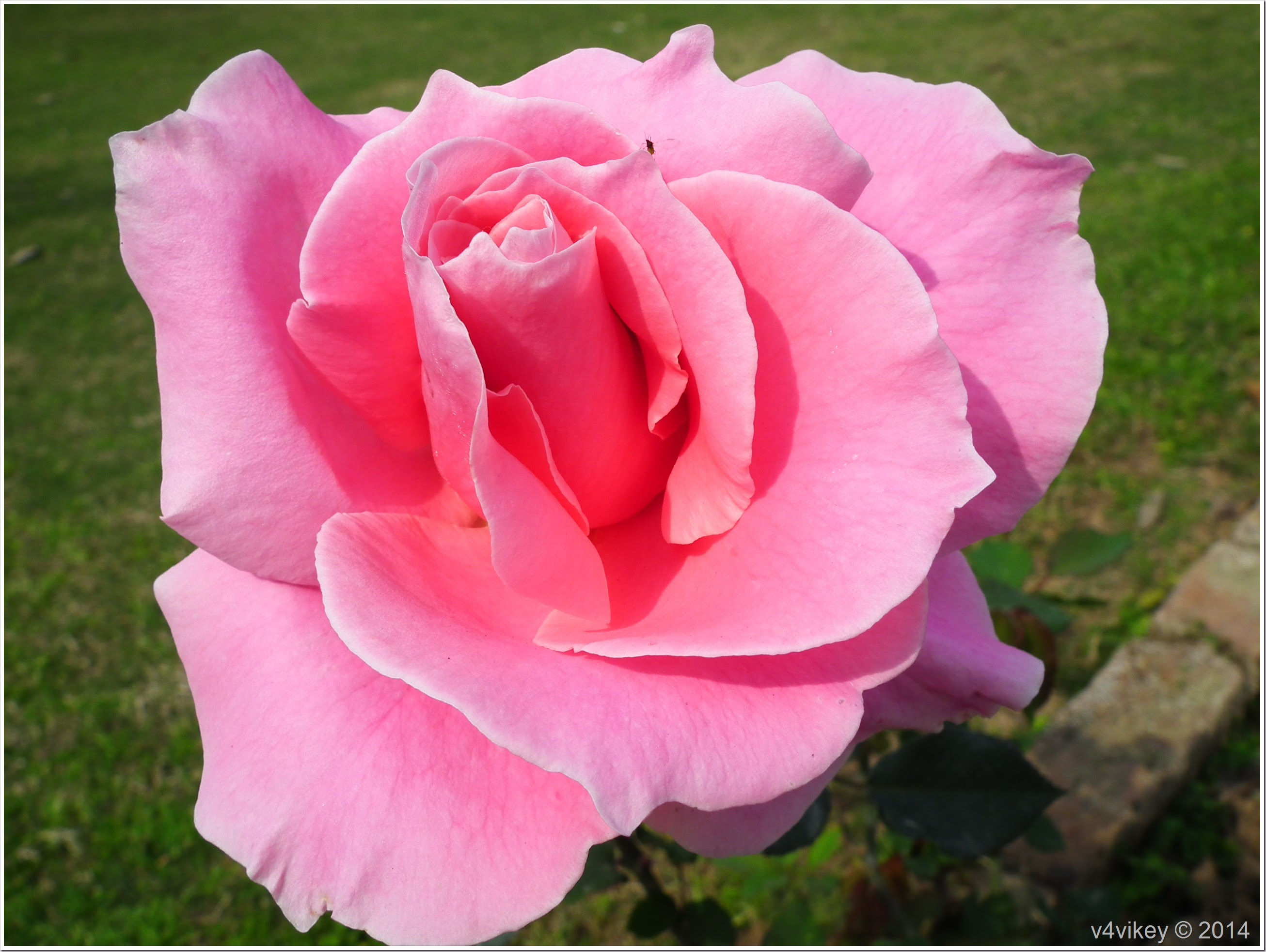 Pink Rose Flower Wallpaper