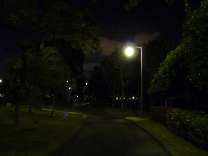 夜の公園の散歩道と街路灯と植物その２の写真素材フリー 高画質