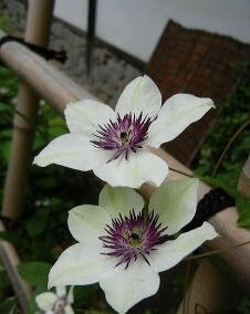 花 クレマチス 4月10日の花と花言葉 クレマチス 魅る魅るガーデニング