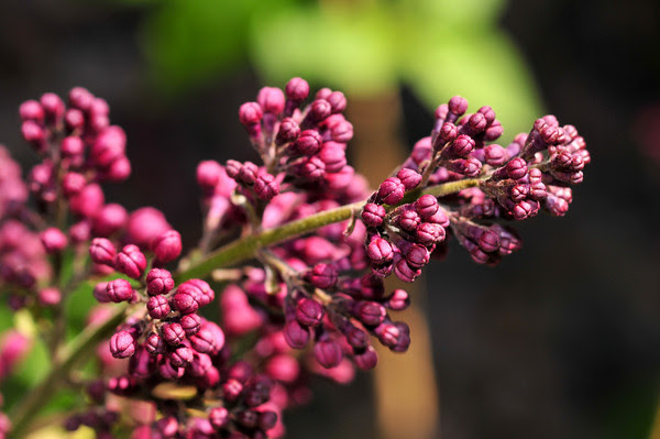 ready to bloom!