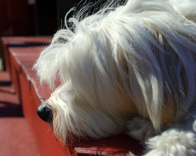 Moose laying in the sunshine