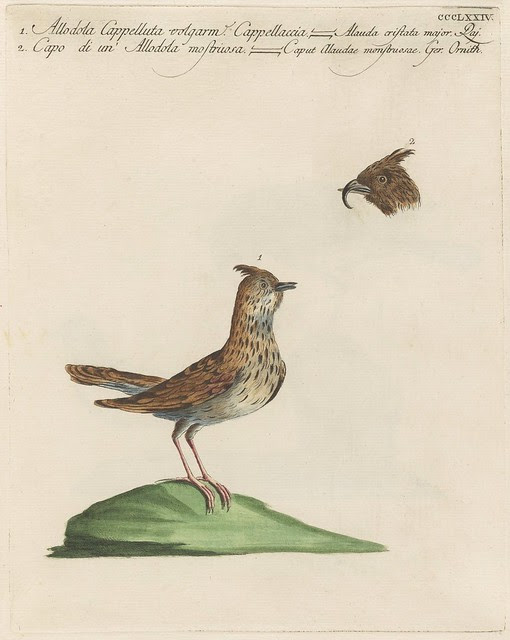 engraving of a skylark and the head of another skylark species