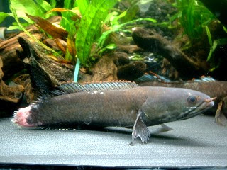 マレーシア産ドワーフスネークヘッド繁殖への道