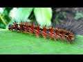 Uler Geni - Tahap Larva dari Ngengat Harimau yang Berasal dari Tiger Moth Caterpillar (Grammia virgo)?