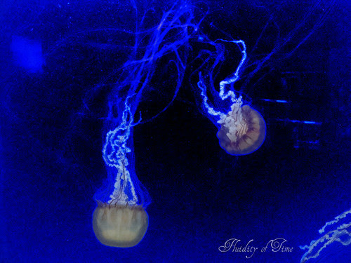 Newport Aq jellyfish 3-ip