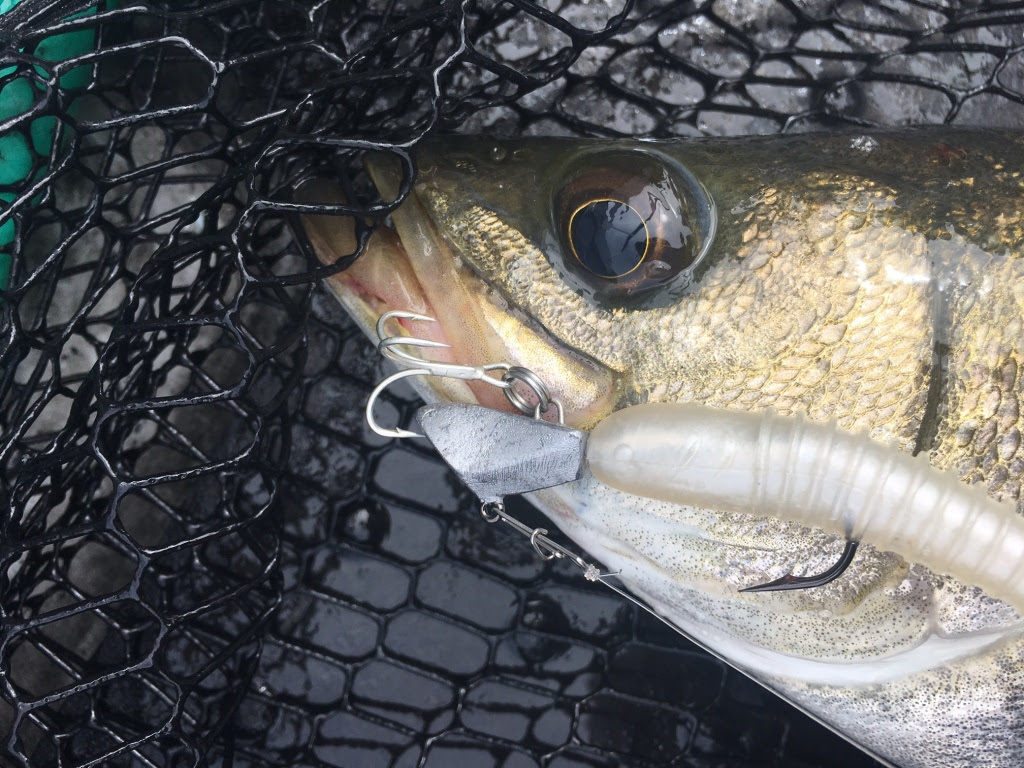 ボートシーバス好調 オーシャンルーラーフィールドレポート