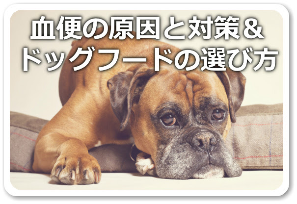 犬の血便の原因と対策 ドッグフードの選び方 ドッグフード博士