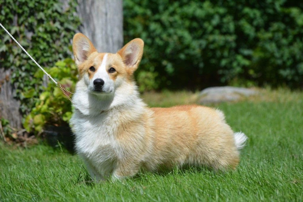 Our Corgis Eternal Smile