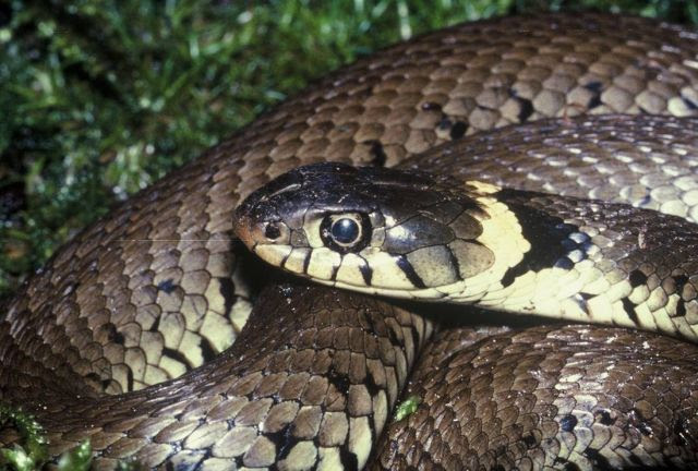  snake bite people? Modern Online nihmajalah try to give tips on what to 