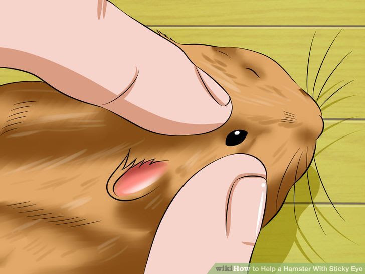 Help a Hamster With Sticky Eye Step 8.jpg