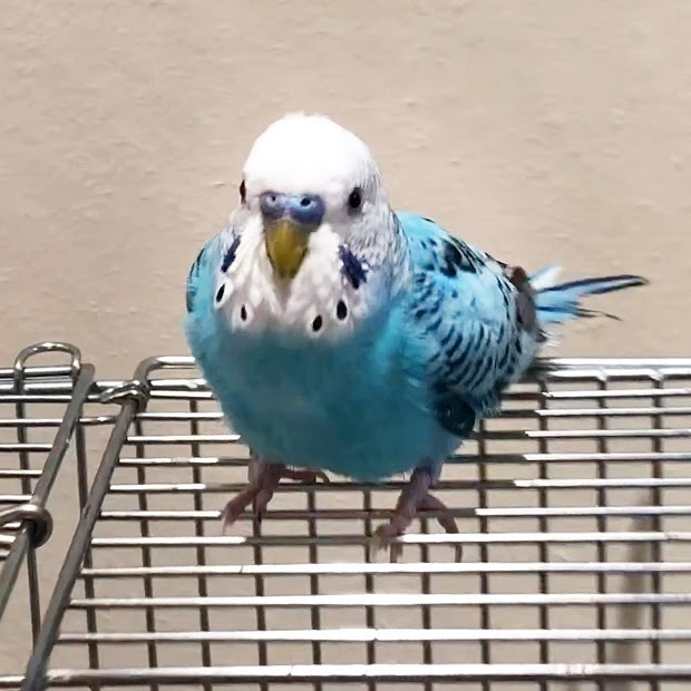 可愛いセキセイ S もふもふふれあい動物園 徳島店 会いに行ける動物たち