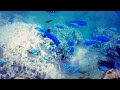 海 熱帯魚 綺麗 176777