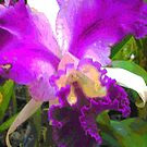 Orchid 12 by angeloaguinaldo