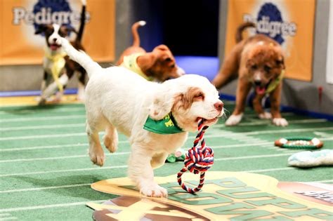 Get Ready For The Animal Planet Puppy Bowl Puppies Of 2023