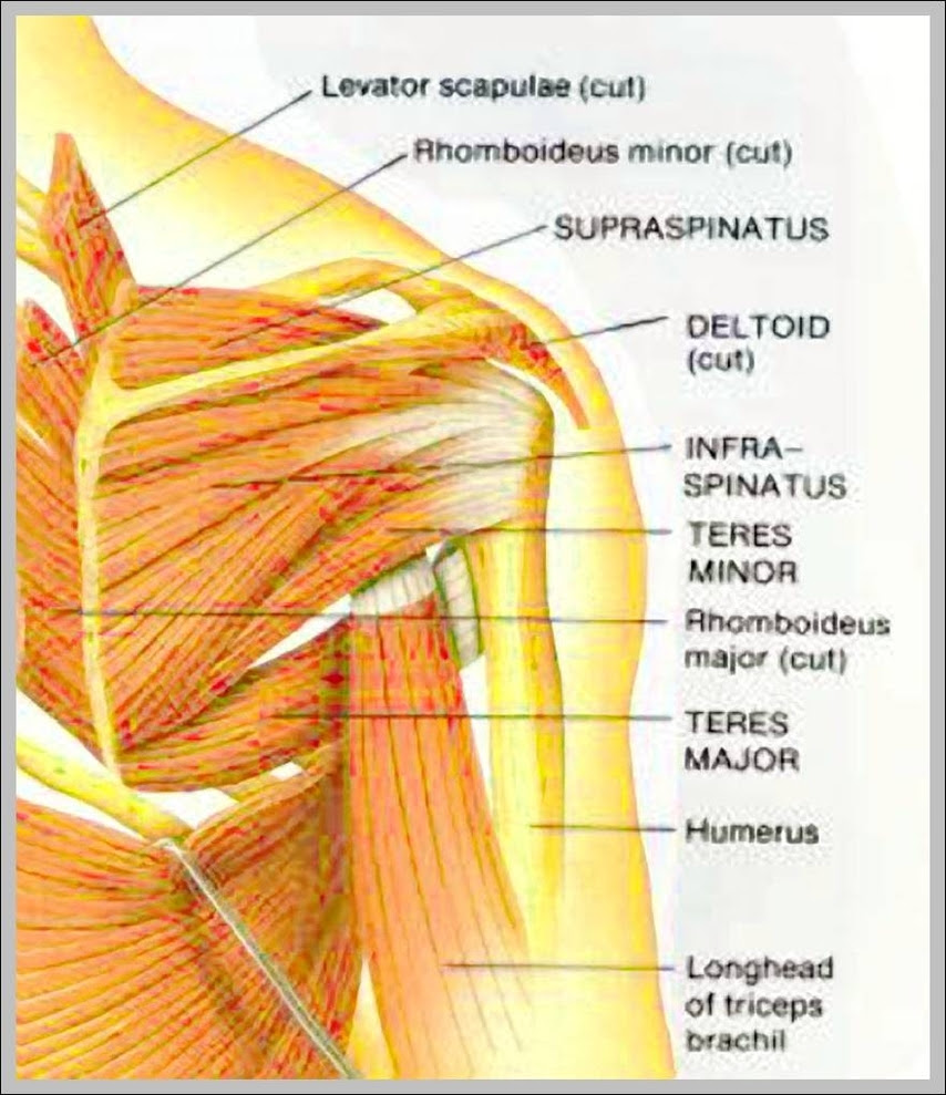 Name Of Shoulder Muscle Anatomy System Human Body Anatomy Diagram And Chart Images