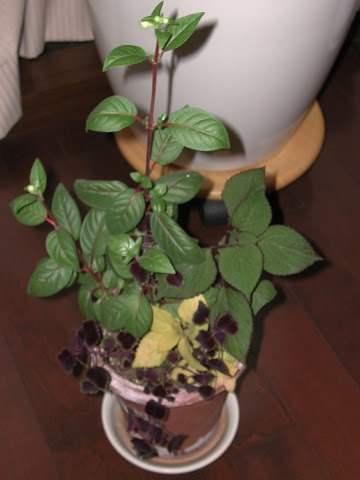 斑入りランタナの冬越し 芝とバラの庭仕事