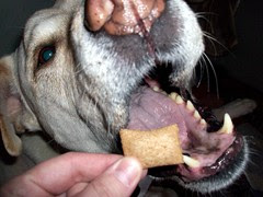 WagTailTreats_311k