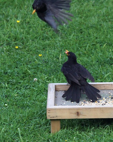 Blackbirds