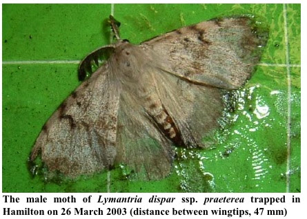 Pictures Of New Zealand Moths. moths (see Figure).