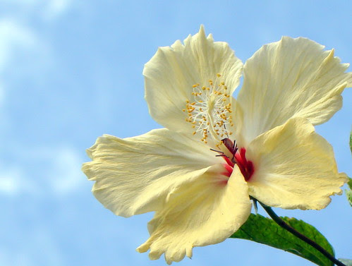 Hibiscus's flower &...