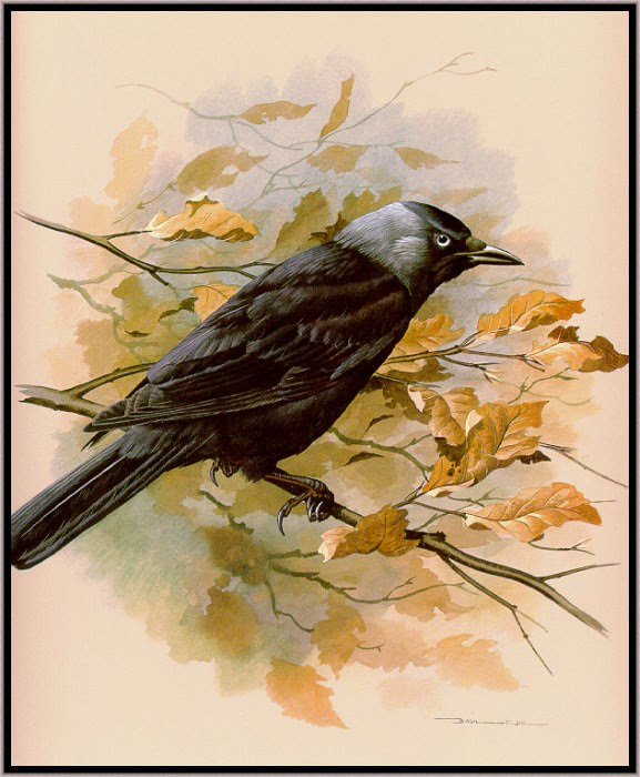 EdeBasil-TheJackdaw-sj, Автор: Ede, Basil