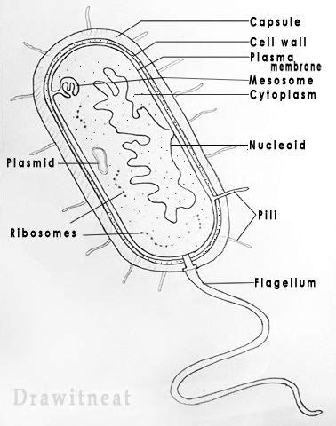 prokaryotes   organisms   primitive nucleus