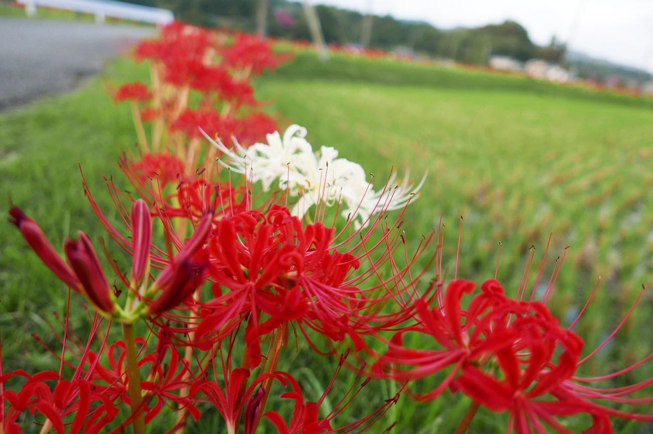 彼岸花街道 鴨川市芝原地区 房総タウン Com