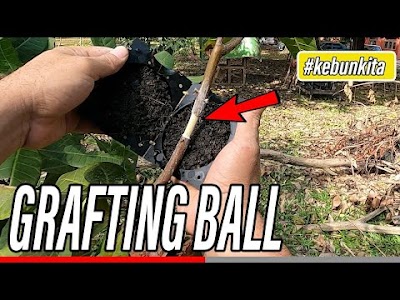 Does It Work? how to use Plant Root Growing Box Plastic Grafting
Pressure Ball for air layering
