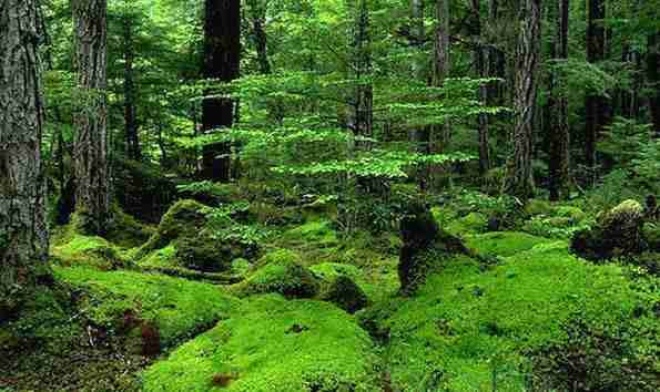 Alaska Rainforest